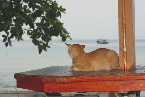 ティオマン島のネコ