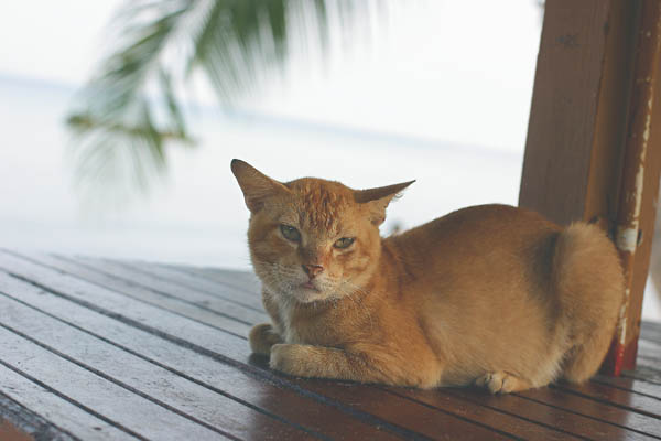 ティオマン島の猫