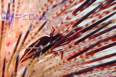 ホンカクレエビ属の一種/水中写真